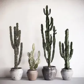 Collection of cactuses